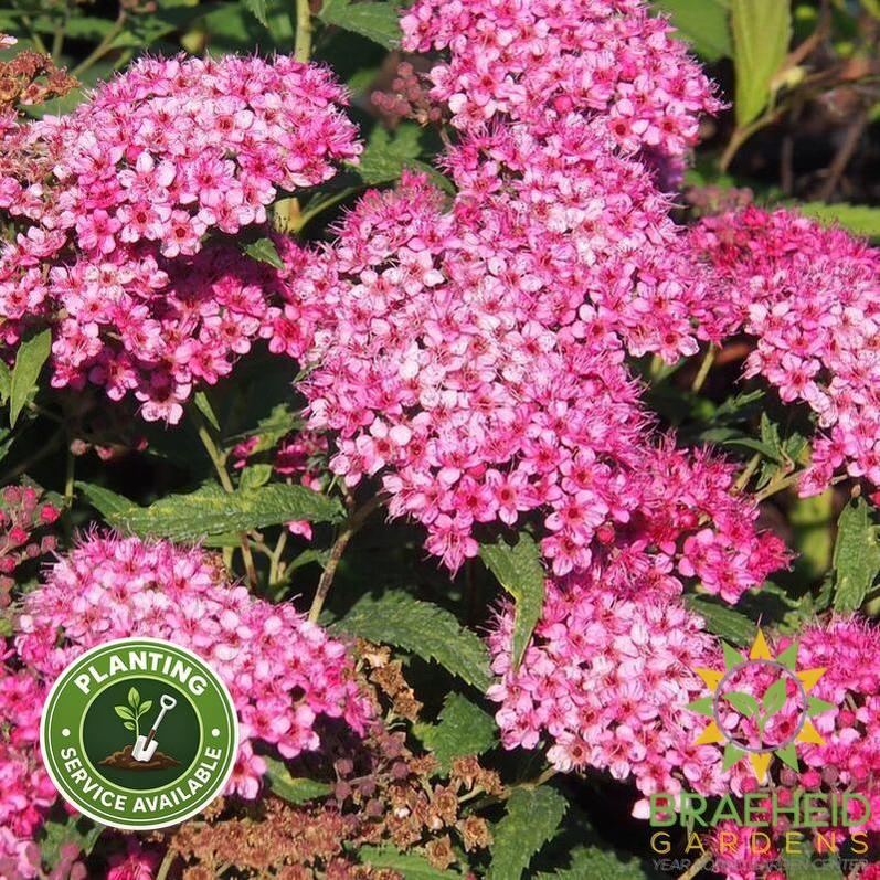 Anthony Waterer Spirea