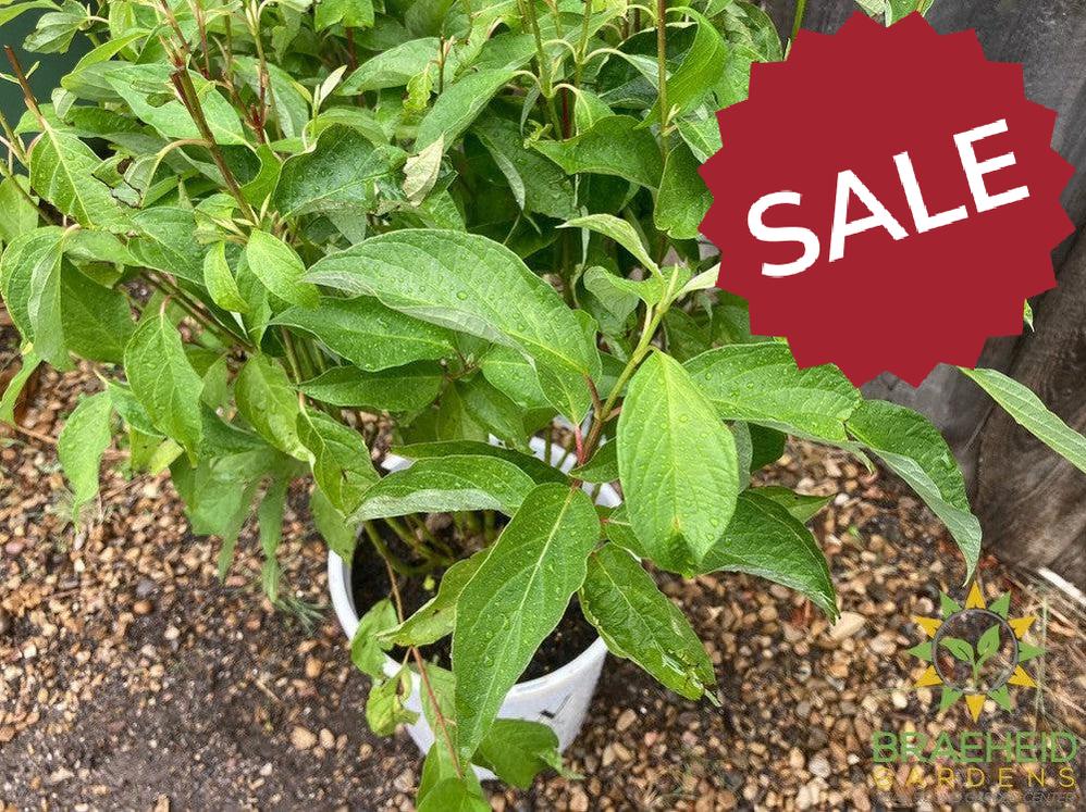 Arctic Fire® Dogwood