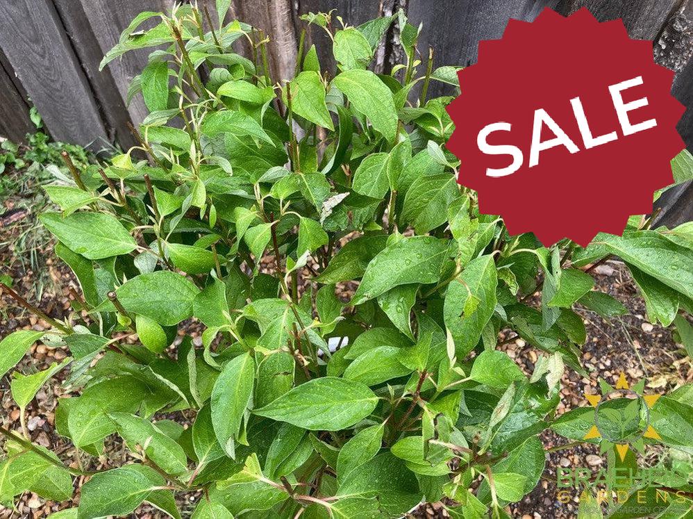 Arctic Fire® Dogwood