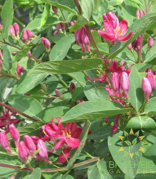 Arnold Red Honeysuckle