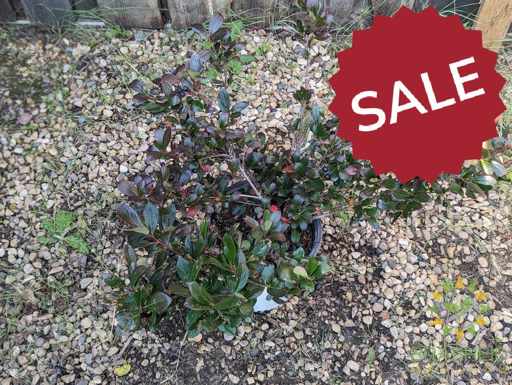 Aronia Low Scape Hedger