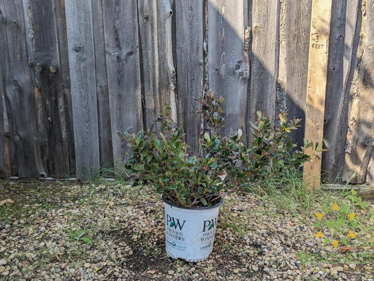 Aronia Low Scape Hedger