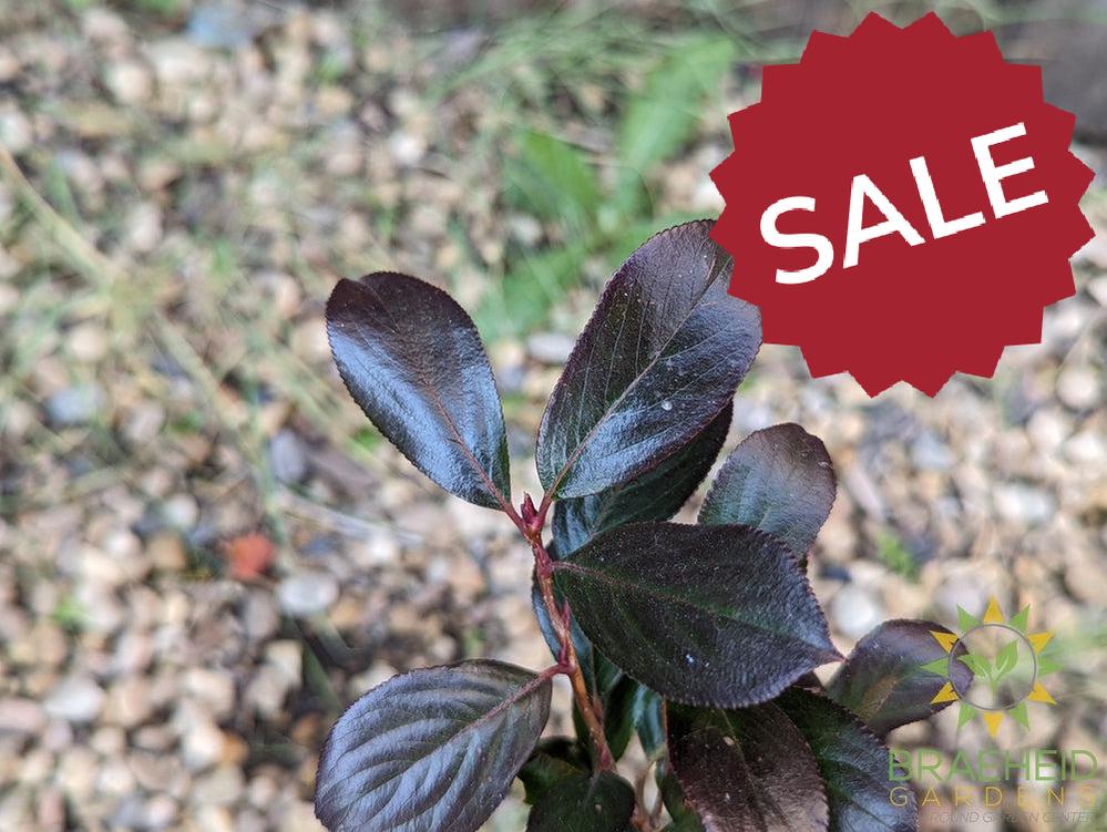 Aronia Low Scape Hedger