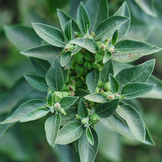 Ashwagandha