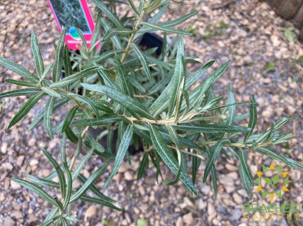 Askola Sea Buckthorn