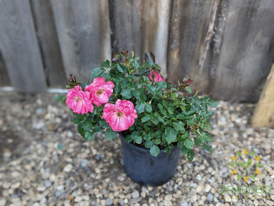Aurora Borealis Rose - Vineland