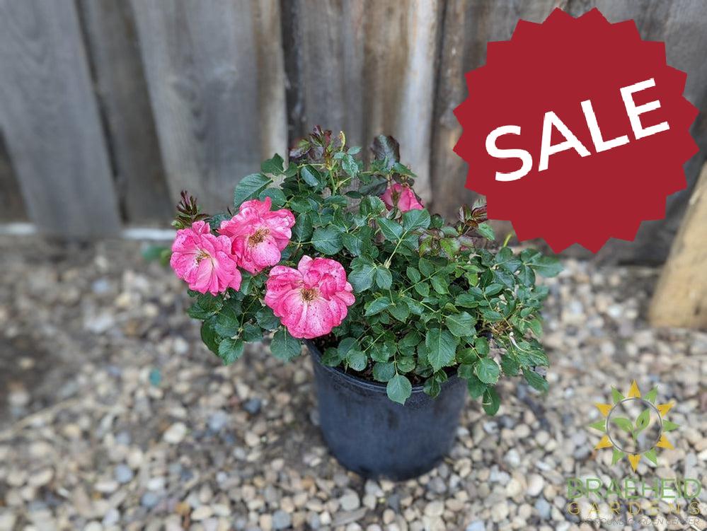Aurora Borealis Rose - Vineland