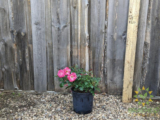 Aurora Borealis Rose - Vineland