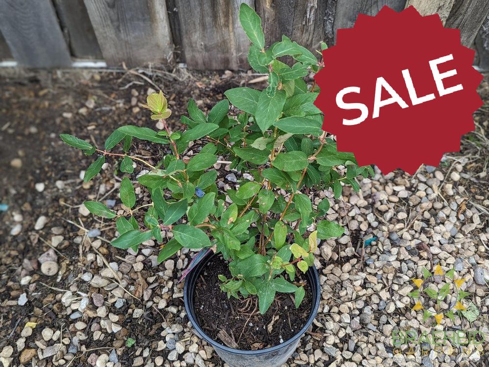 Buy Aurora Haskap Berry an Edible Shrub in Grande Prairie Alberta - Braeheid Gardens Ltd.