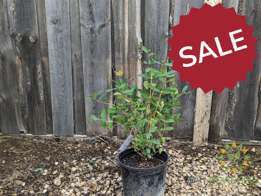 Buy Aurora Haskap Berry an Edible Shrub in Grande Prairie Alberta - Braeheid Gardens Ltd.