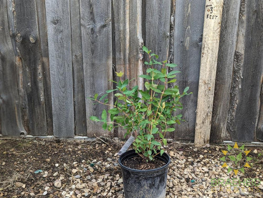 Buy Aurora Haskap Berry an Edible Shrub in Grande Prairie Alberta - Braeheid Gardens Ltd.