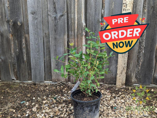 Buy Aurora Haskap Berry an Edible Shrub in Grande Prairie Alberta - Braeheid Gardens Ltd.