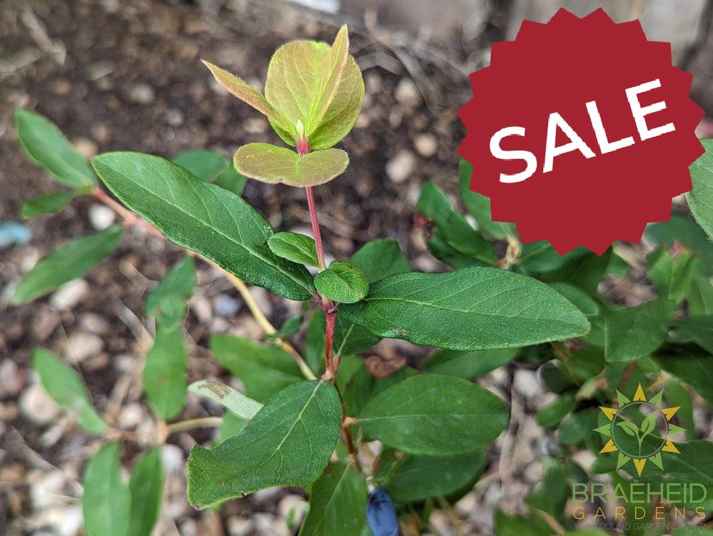 Buy Aurora Haskap Berry an Edible Shrub in Grande Prairie Alberta - Braeheid Gardens Ltd.