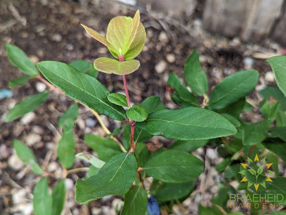 Buy Aurora Haskap Berry an Edible Shrub in Grande Prairie Alberta - Braeheid Gardens Ltd.