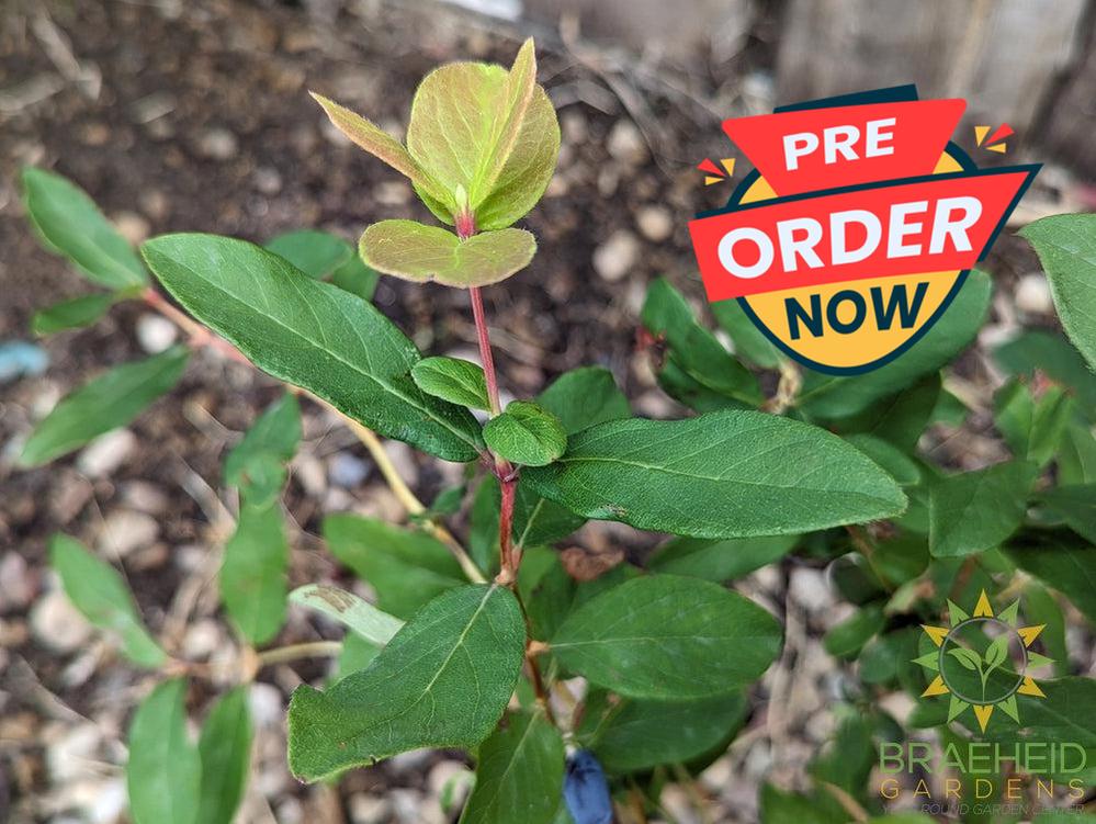 Buy Aurora Haskap Berry an Edible Shrub in Grande Prairie Alberta - Braeheid Gardens Ltd.