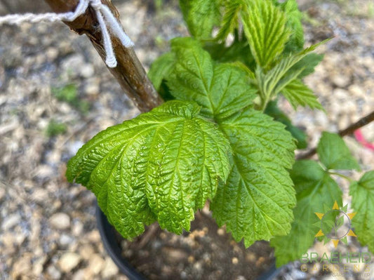 Buy Autumn Bliss Raspberry an Edible Shrub in Grande Prairie Alberta - Braeheid Gardens Ltd.