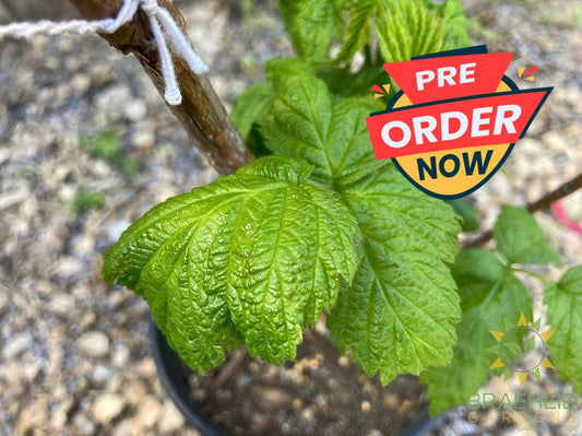Buy Autumn Bliss Raspberry an Edible Shrub in Grande Prairie Alberta - Braeheid Gardens Ltd.