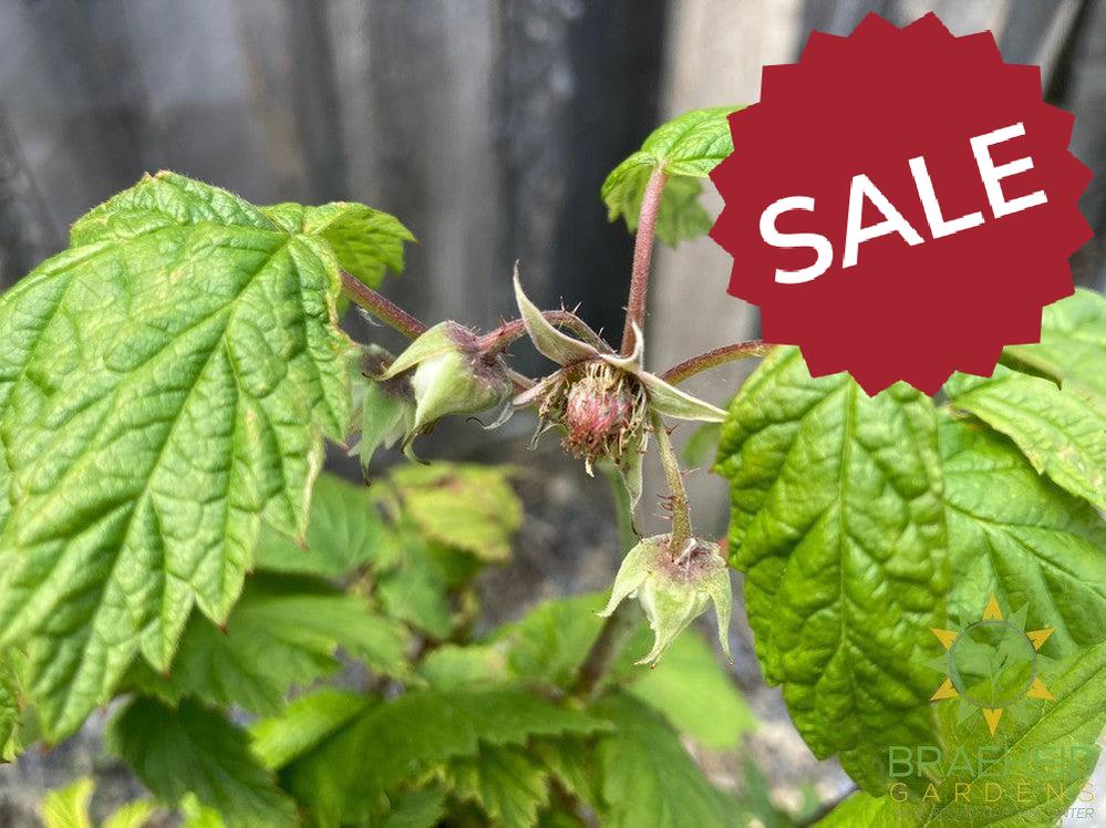 Buy Autumn Bliss Raspberry an Edible Shrub in Grande Prairie Alberta - Braeheid Gardens Ltd.