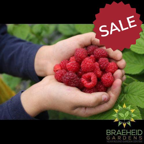 Buy Autumn Bliss Raspberry an Edible Shrub in Grande Prairie Alberta - Braeheid Gardens Ltd.