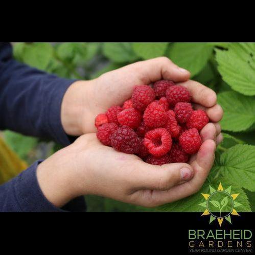 Buy Autumn Bliss Raspberry an Edible Shrub in Grande Prairie Alberta - Braeheid Gardens Ltd.