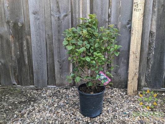 Autumn Jazz Arrowwood Viburnum