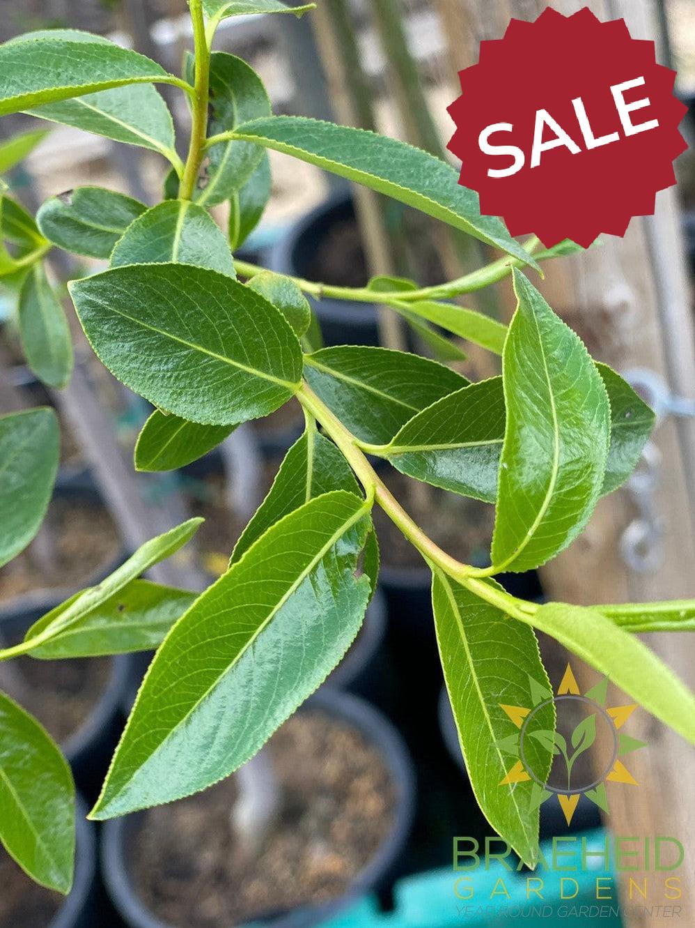 Prairie Reflection® Laurel Willow- Tree for sale, Grown in Grande Prairie -Braeheid Gardens Ltd. on Emerson Trail