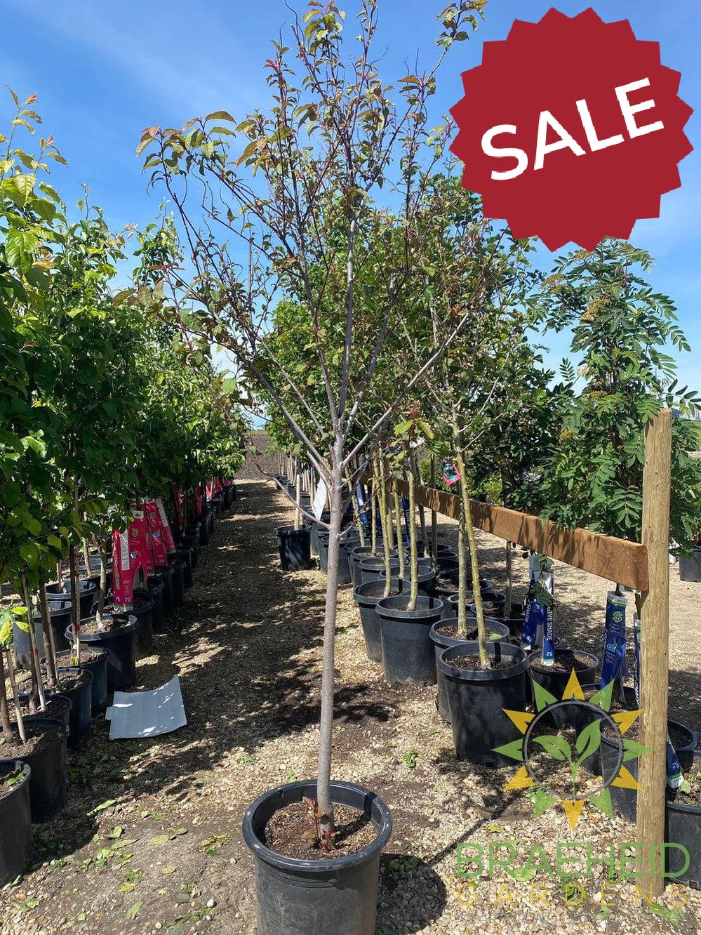 Sweetheart Mayday- Tree for sale, Grown in Grande Prairie -Braeheid Gardens Ltd. on Emerson Trail