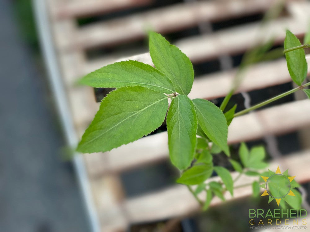 Buy Elderberry Adams an Edible Shrub in Grande Prairie Alberta - Braeheid Gardens Ltd.