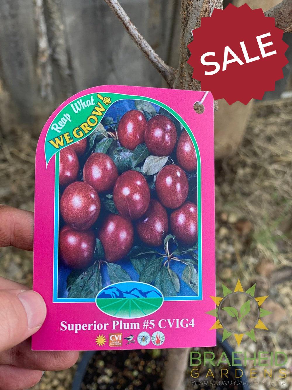 Superior Plum- Tree for sale, Grown in Grande Prairie -Braeheid Gardens Ltd. on Emerson Trail