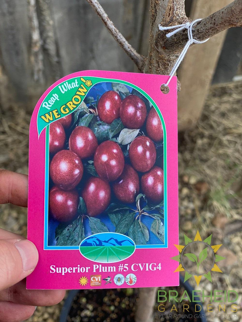 Superior Plum- Tree for sale, Grown in Grande Prairie -Braeheid Gardens Ltd. on Emerson Trail