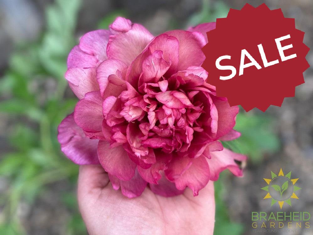 Hillary Itoh Peony - NO SHIP