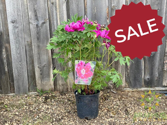 Purple Sensation Itoh Peony