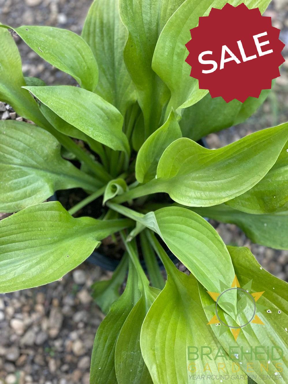 Sum and Substance Hosta - NO SHIP