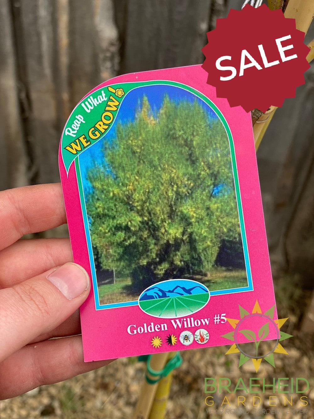 Golden Willow Tree- Tree for sale, Grown in Grande Prairie -Braeheid Gardens Ltd. on Emerson Trail