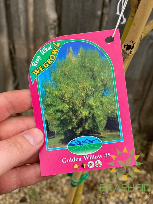 Golden Willow Tree- Tree for sale, Grown in Grande Prairie -Braeheid Gardens Ltd. on Emerson Trail
