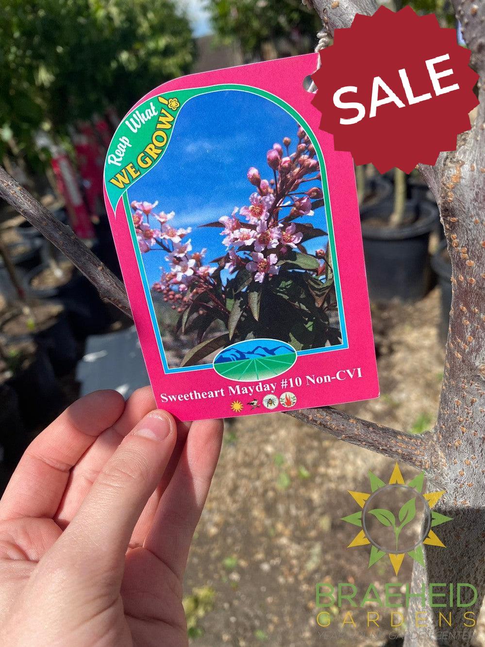 Sweetheart Mayday- Tree for sale, Grown in Grande Prairie -Braeheid Gardens Ltd. on Emerson Trail