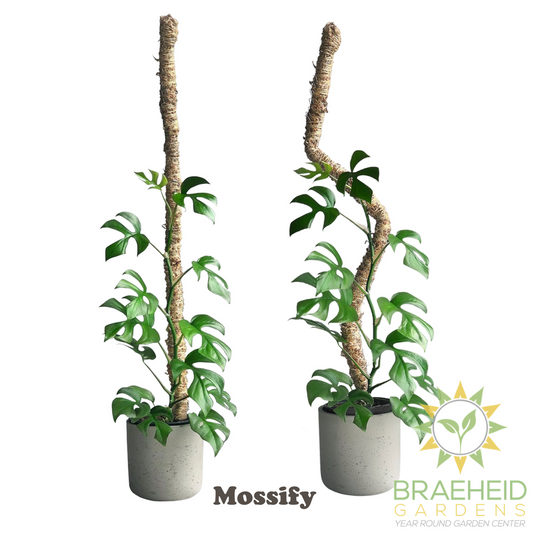 The Original Bendable Moss Pole™ - Best Seller (Pins Included)