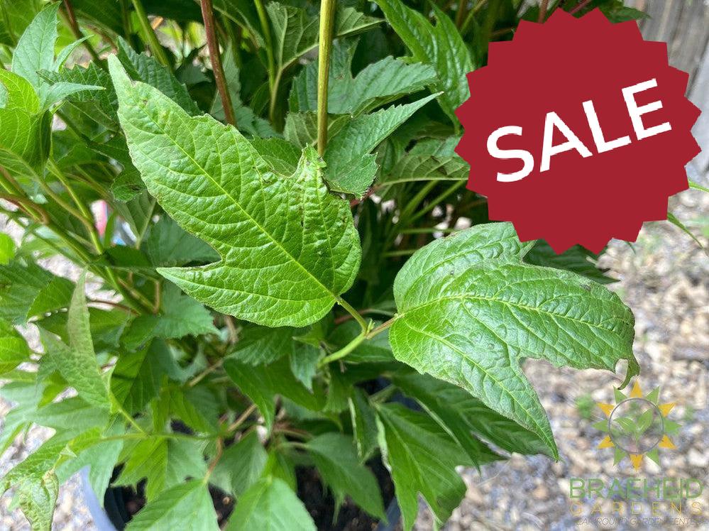 Buy Bailey Compact Amer. Cranberry an Edible Shrub in Grande Prairie Alberta - Braeheid Gardens Ltd.
