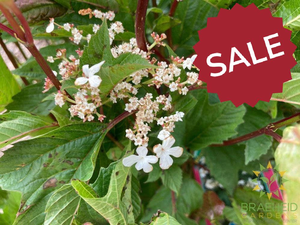 Buy Bailey Compact Amer. Cranberry an Edible Shrub in Grande Prairie Alberta - Braeheid Gardens Ltd.