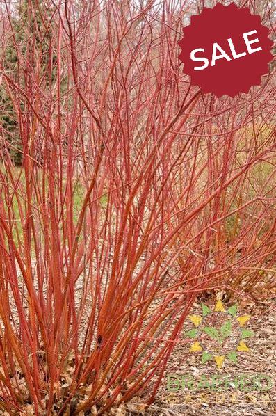 Bailey Red Twig Dogwood