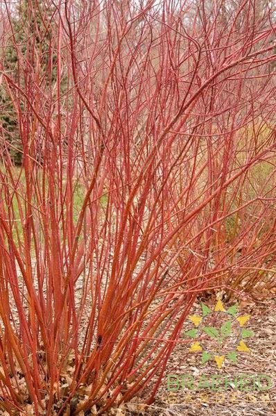 Bailey Red Twig Dogwood