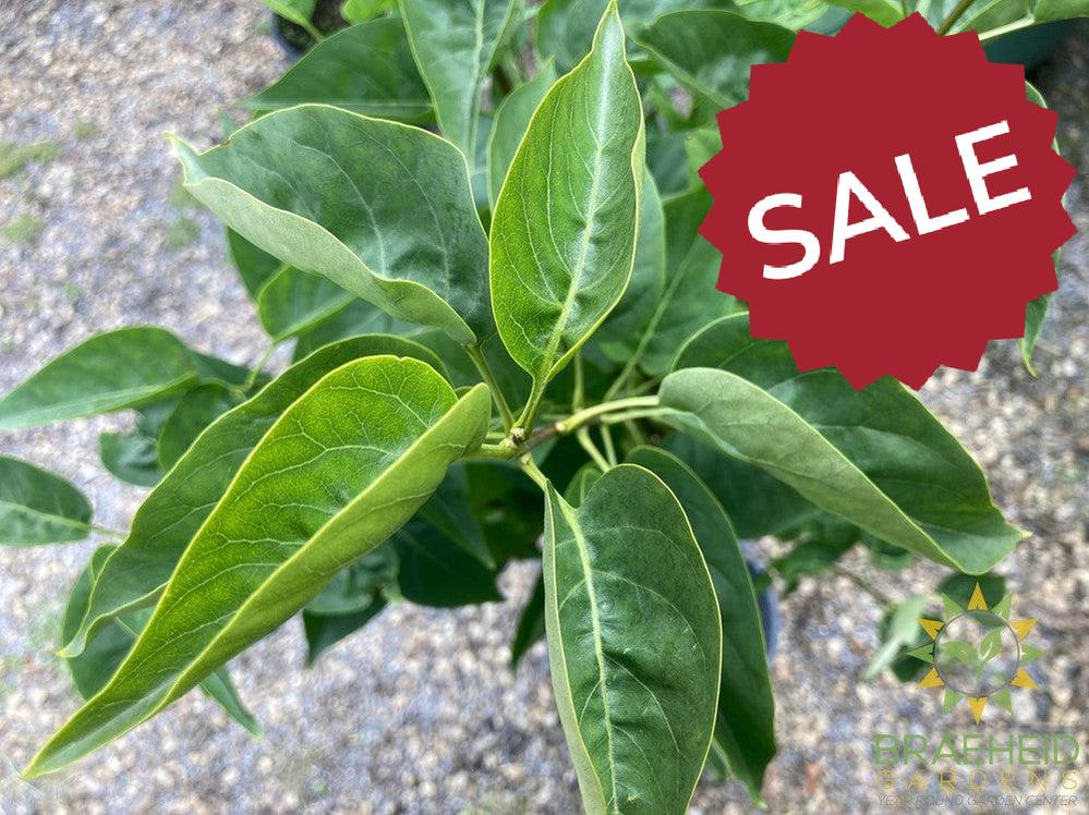 Beauty of Moscow French Lilac