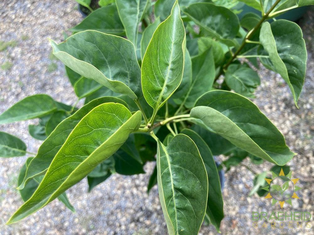 Beauty of Moscow French Lilac