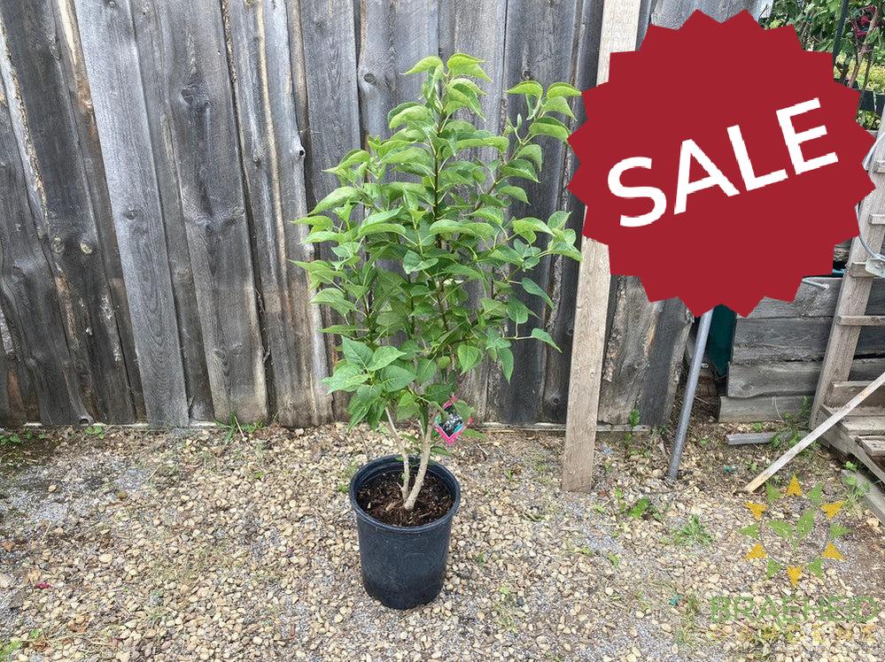 Beauty of Moscow French Lilac