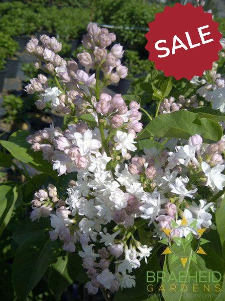 Beauty of Moscow French Lilac