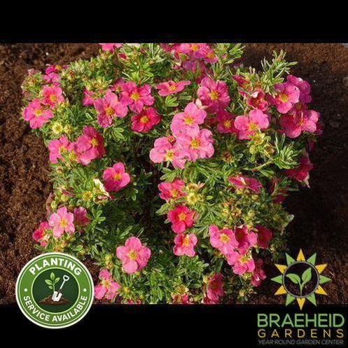 Bella Bellissima™ Potentilla