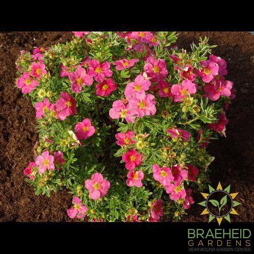 Bella Bellissima™ Potentilla