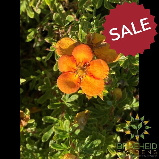 Bella Sol Potentilla