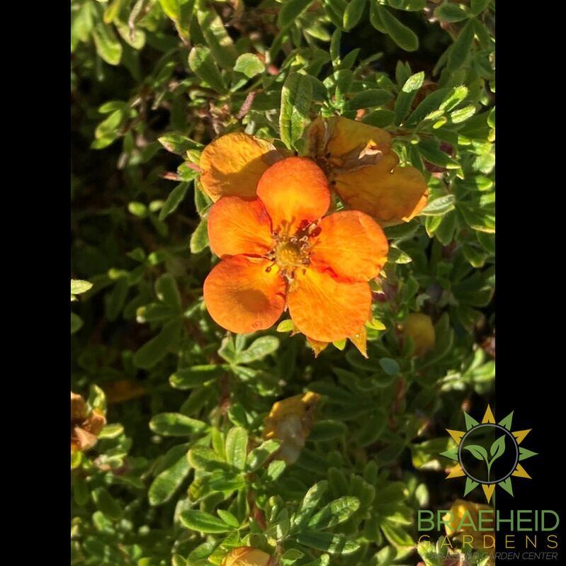 Bella Sol Potentilla