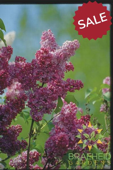 Belle de Nancy French Lilac